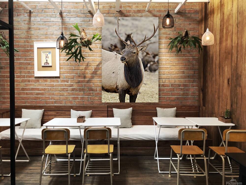 F3A5ABA5 DED2 4A0F 9CA3 F81AD213DC14 1 105 c Reproduction