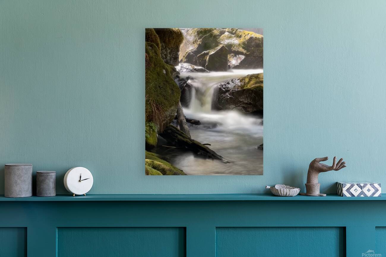 Forest Flow -2  Reproduction