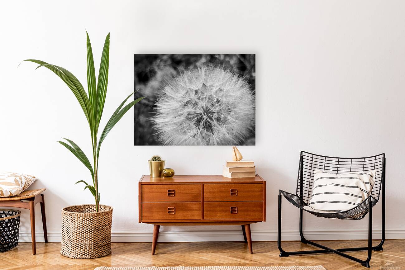 Dandelion Reproduction