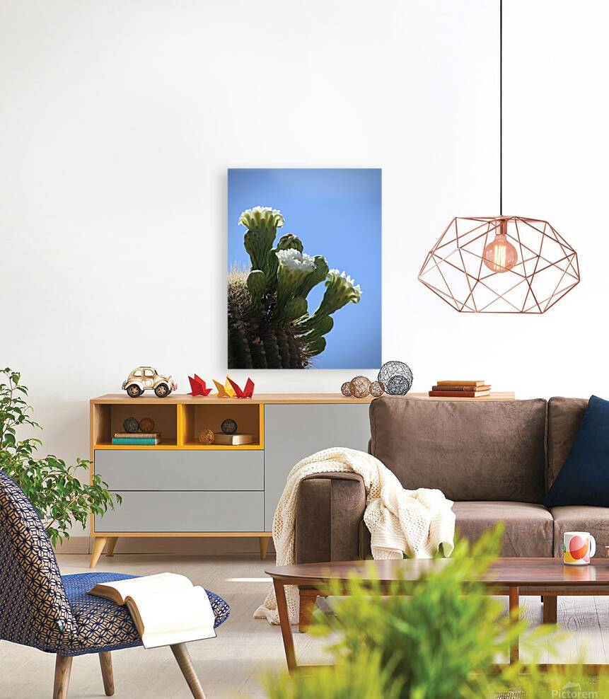 Saguaro Blossom Reproduction