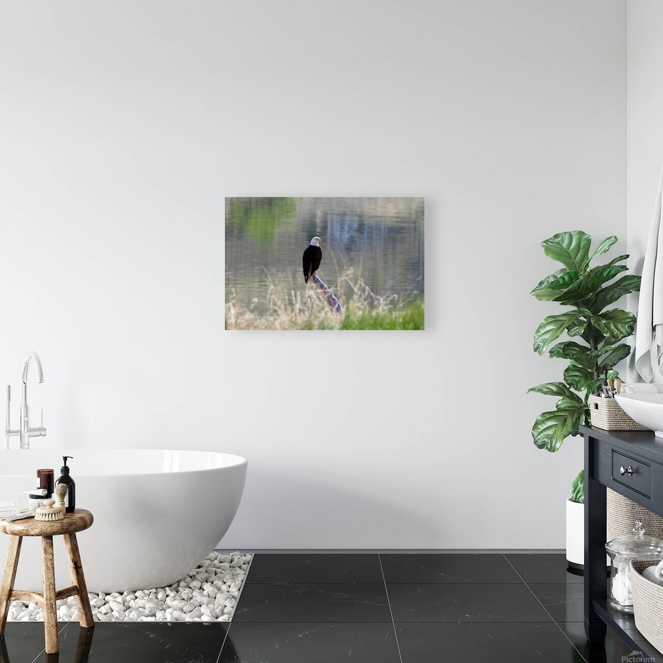 Bald Eagle on the Columbia Reproduction