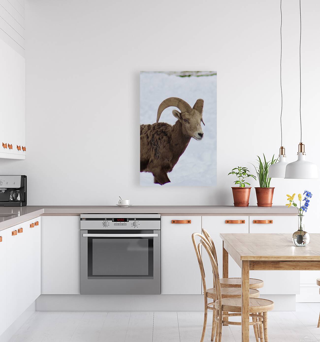 Big Horn Sheep Reproduction