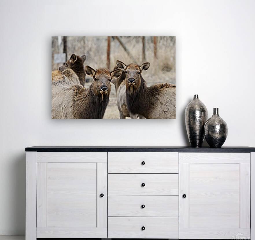 Lady Elks Reproduction