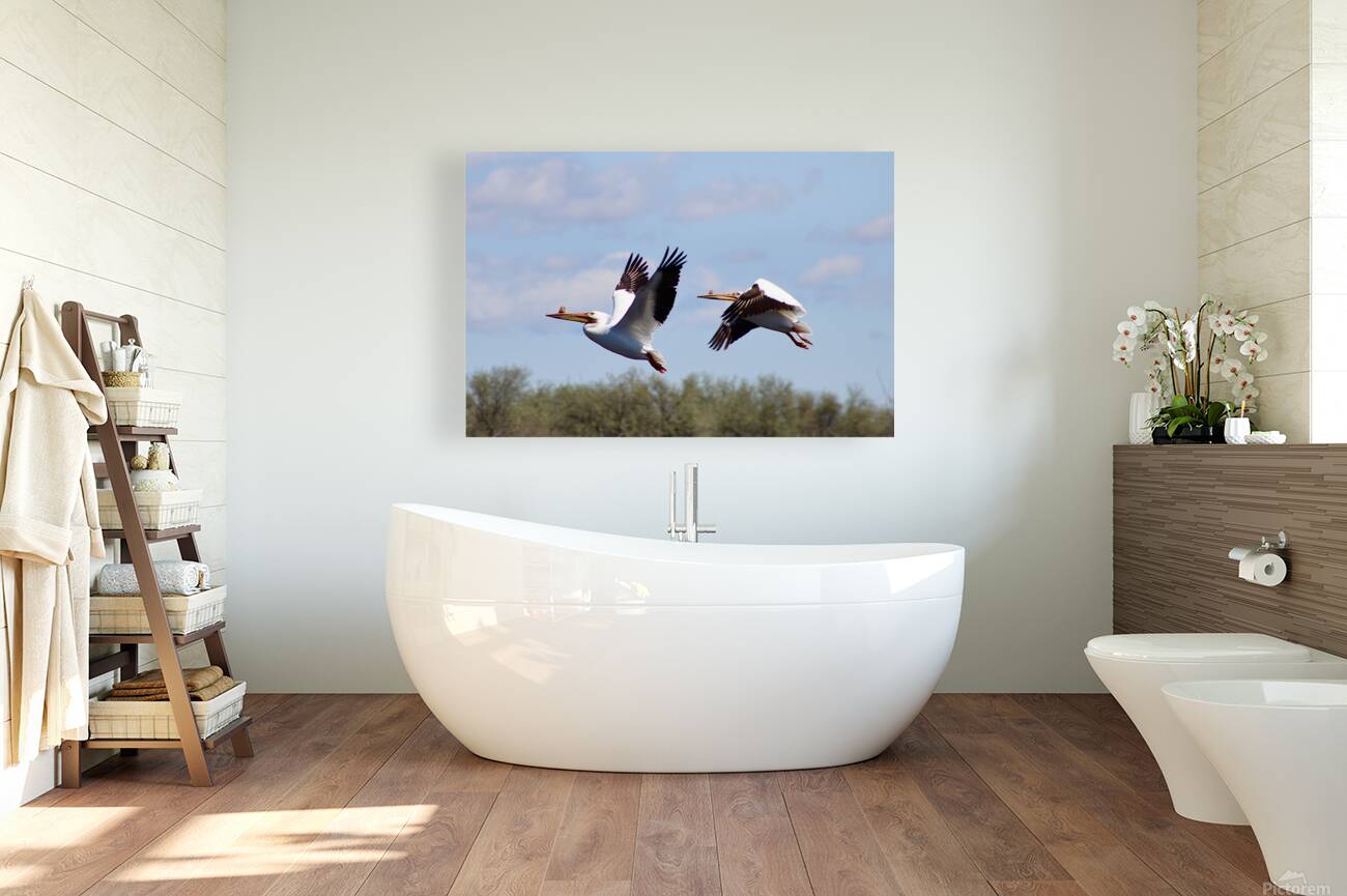 Pelicans Reproduction