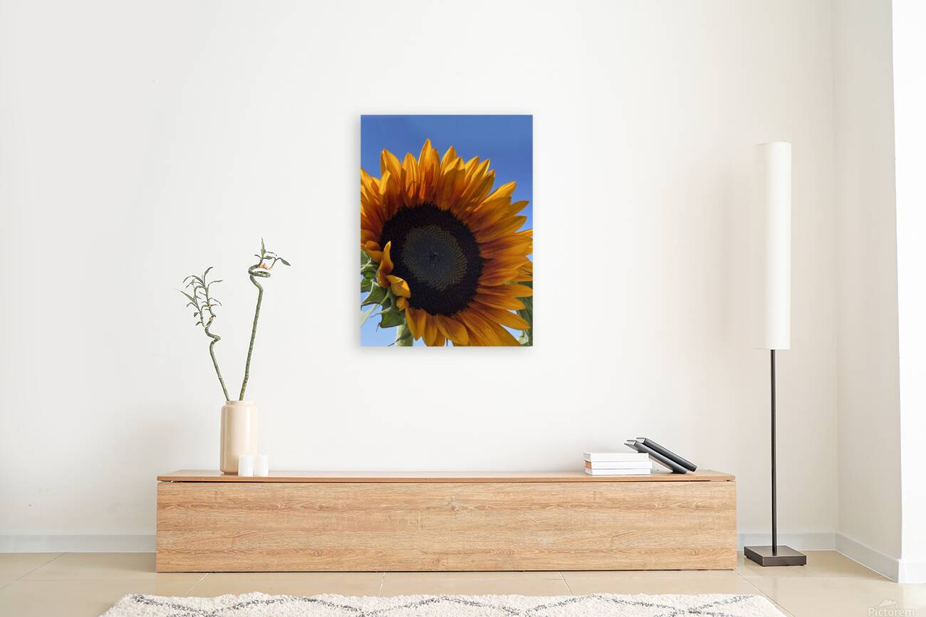 Big Sunflower Reproduction