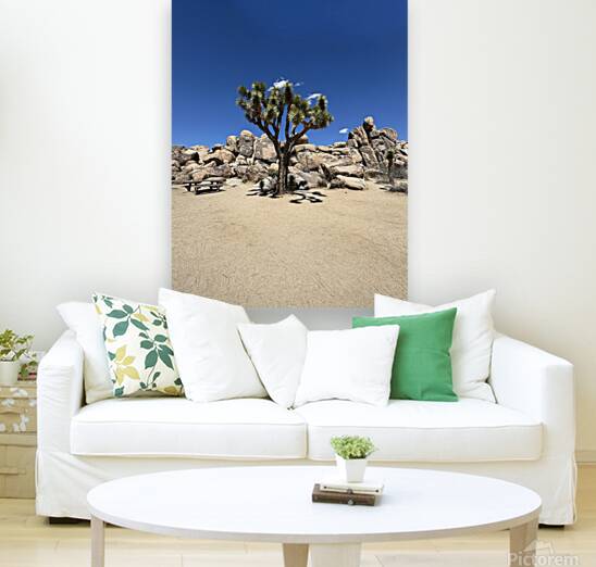 Joshua Tree -3 Reproduction