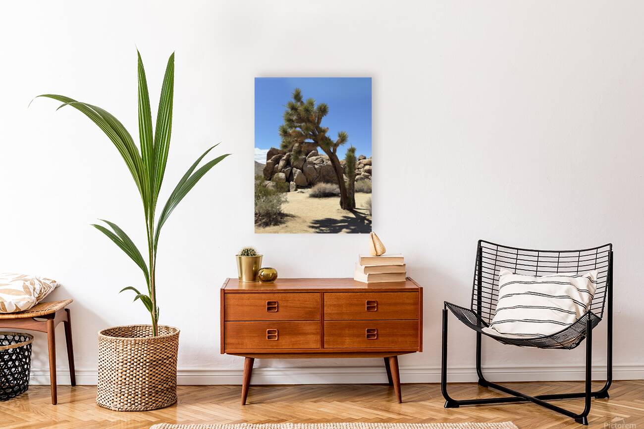 Joshua Tree -1 Reproduction