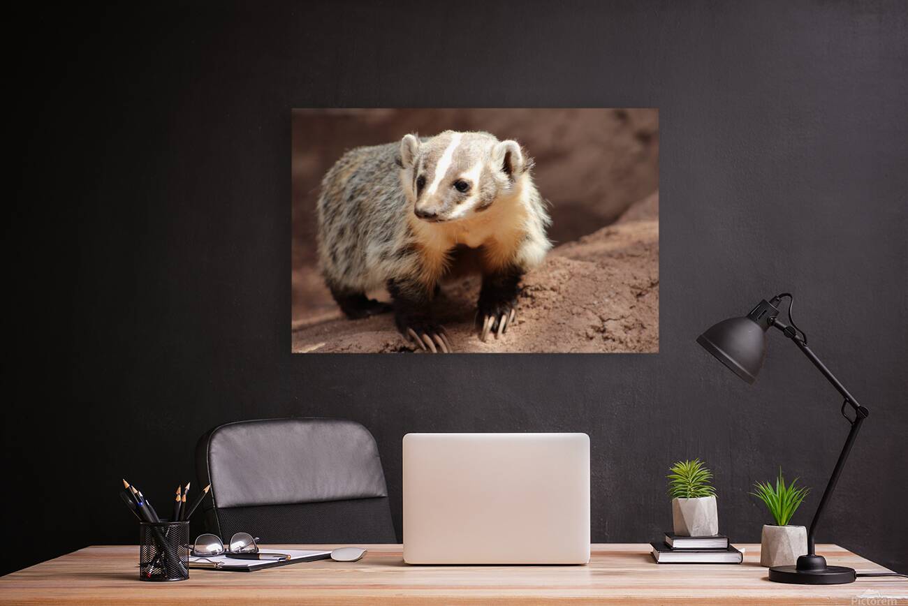 Badger -3 Reproduction