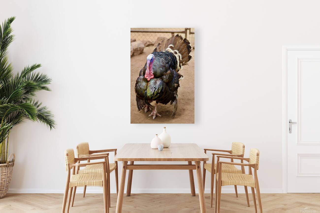 Wild Turkey Reproduction