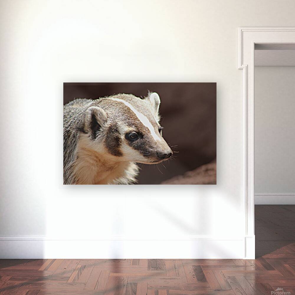 Badger -2 Reproduction