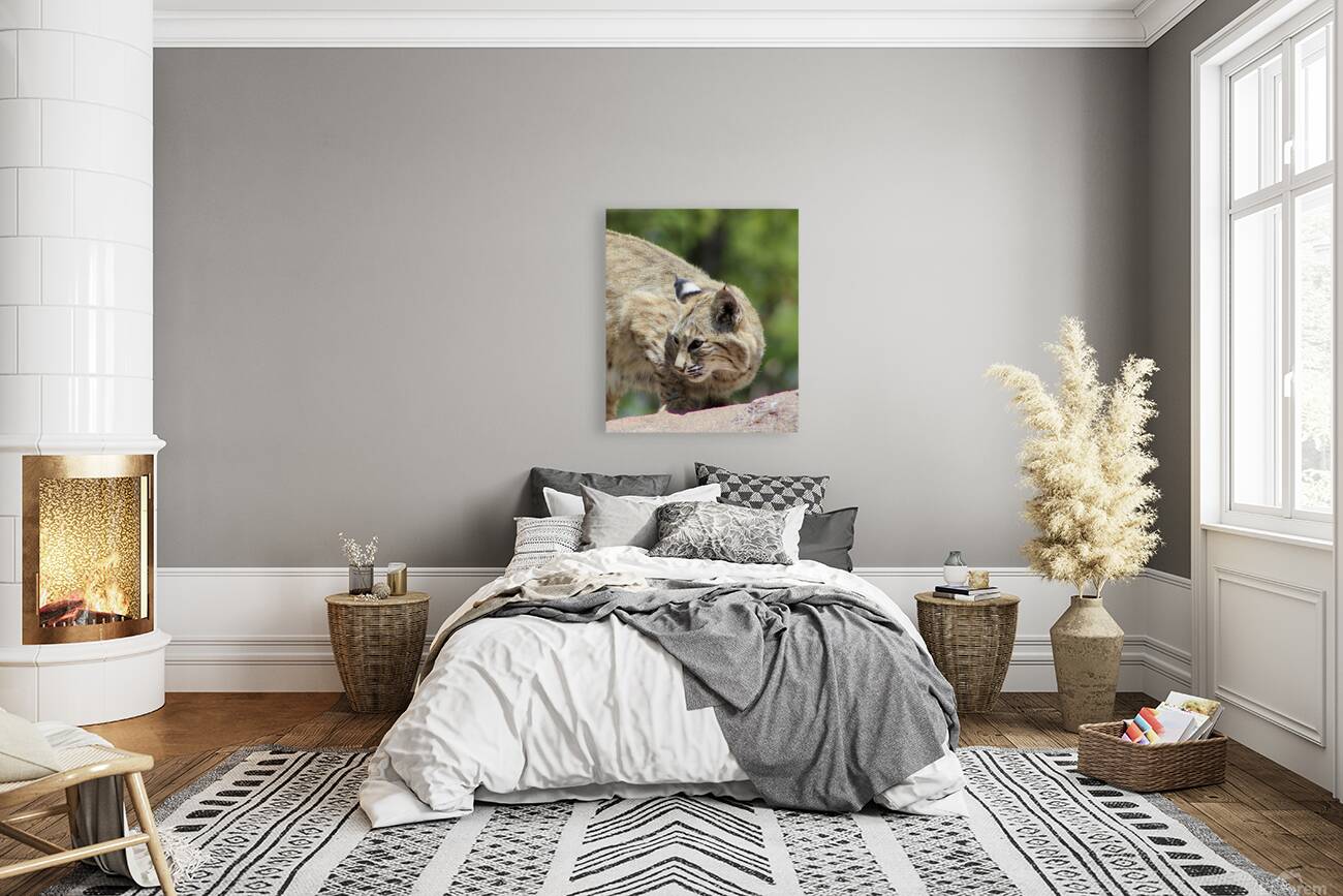 Bobcat -1 Reproduction