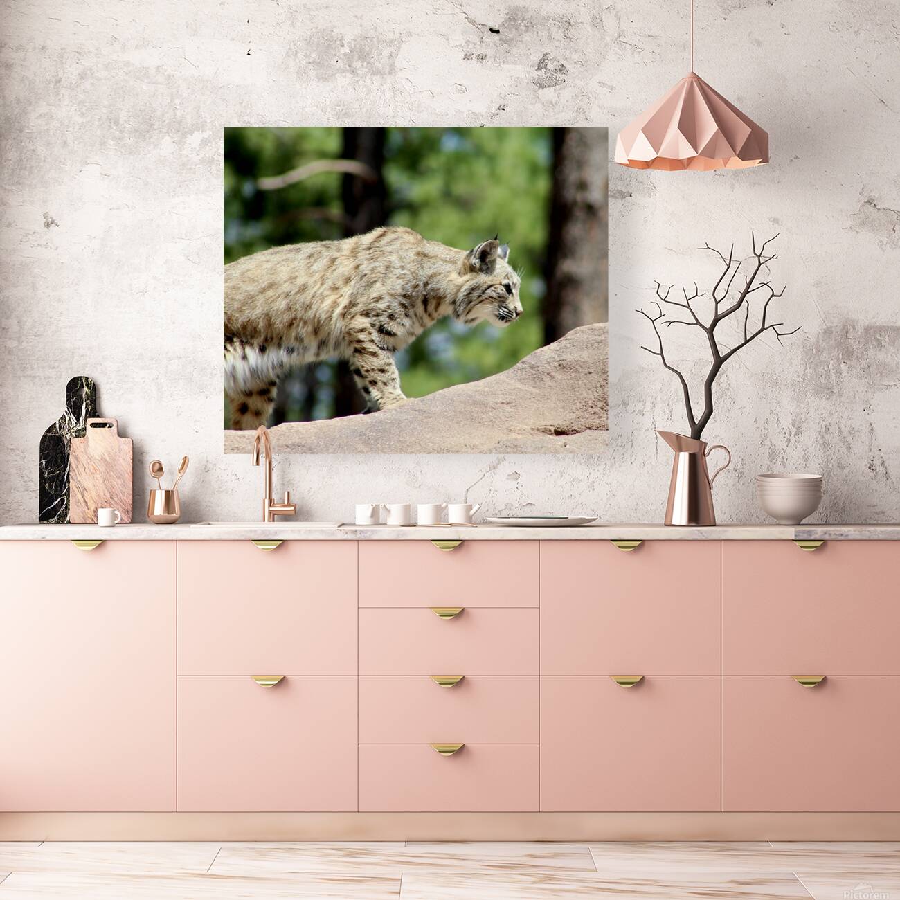 Bobcat -2 Reproduction