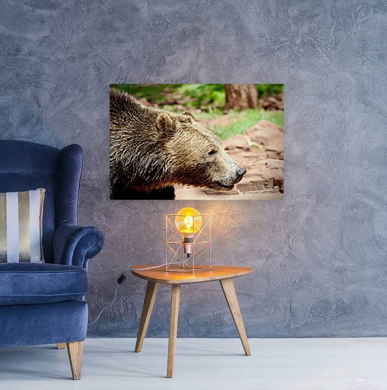 Brown Bear -1 Reproduction