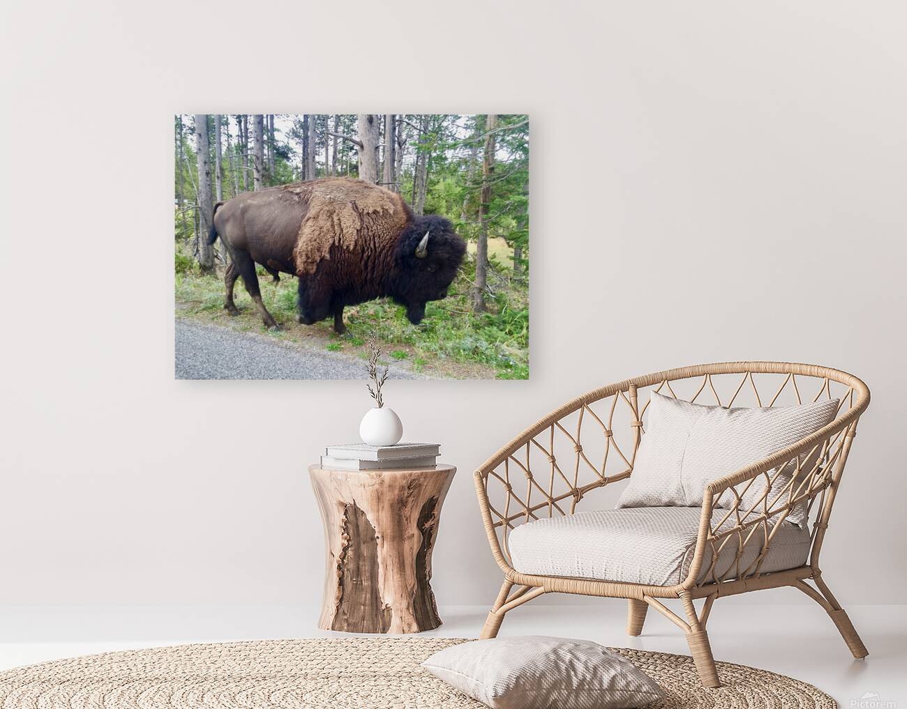 Yellowstone Bison Reproduction