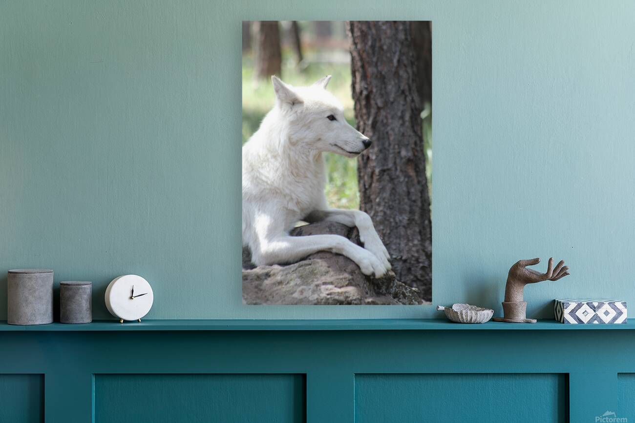 White Wolf Reproduction