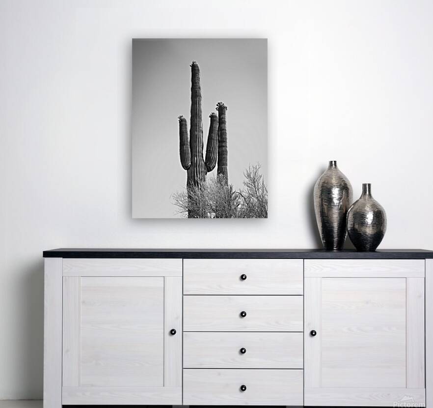 Saguaro Dream in black and white -1 Reproduction