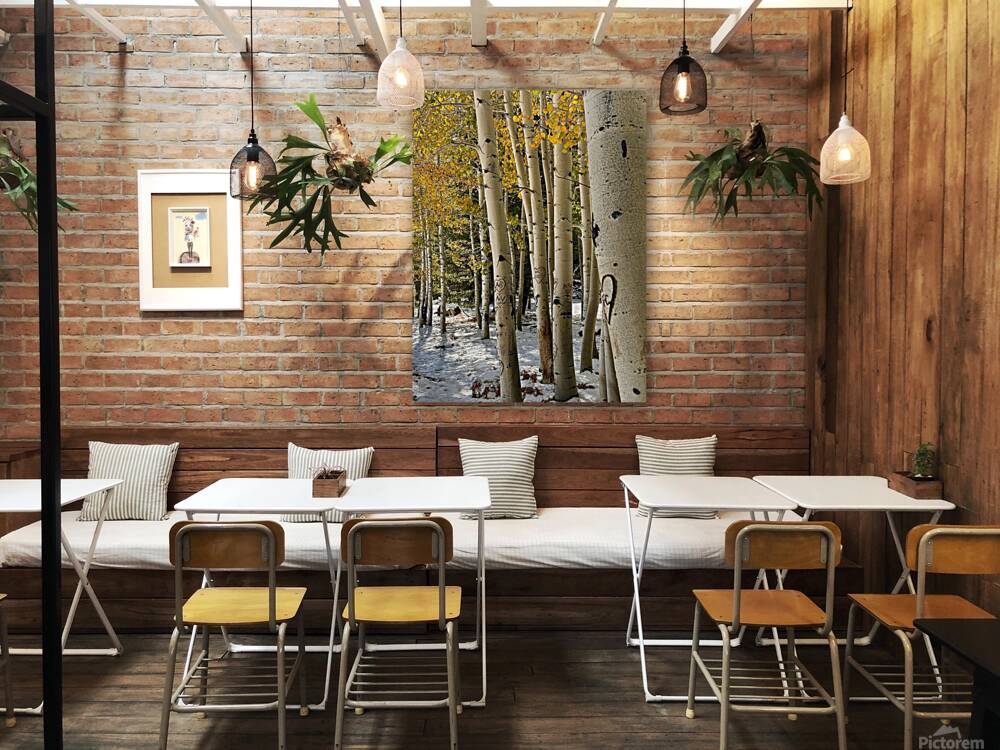 Aspens in Flagstaff -1 Reproduction