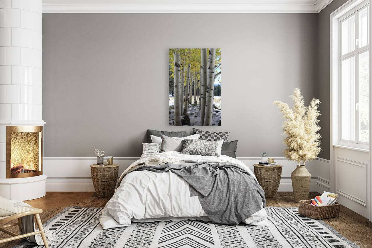 Aspens in Flagstaff Reproduction