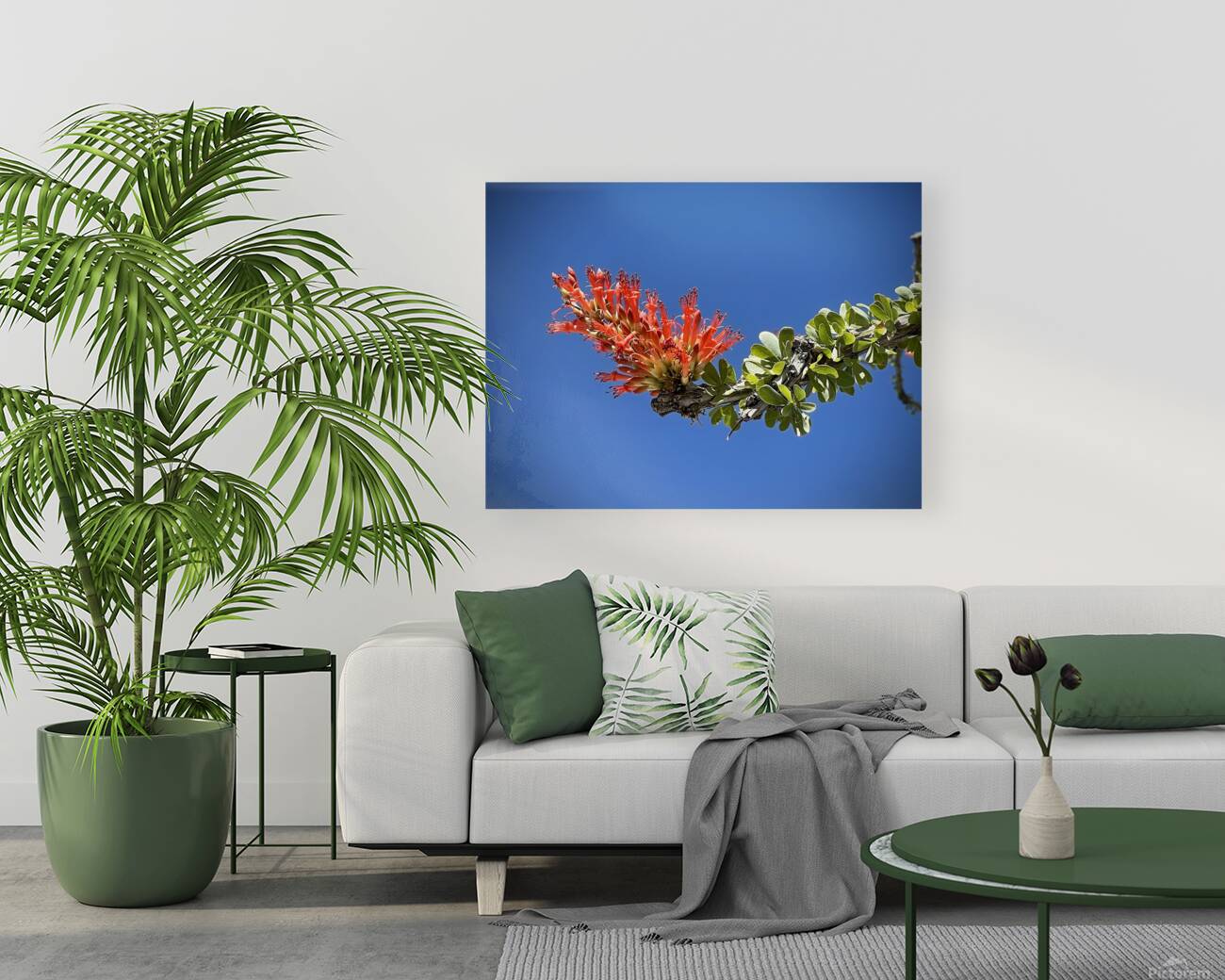 Ocotillo Bloom Reproduction