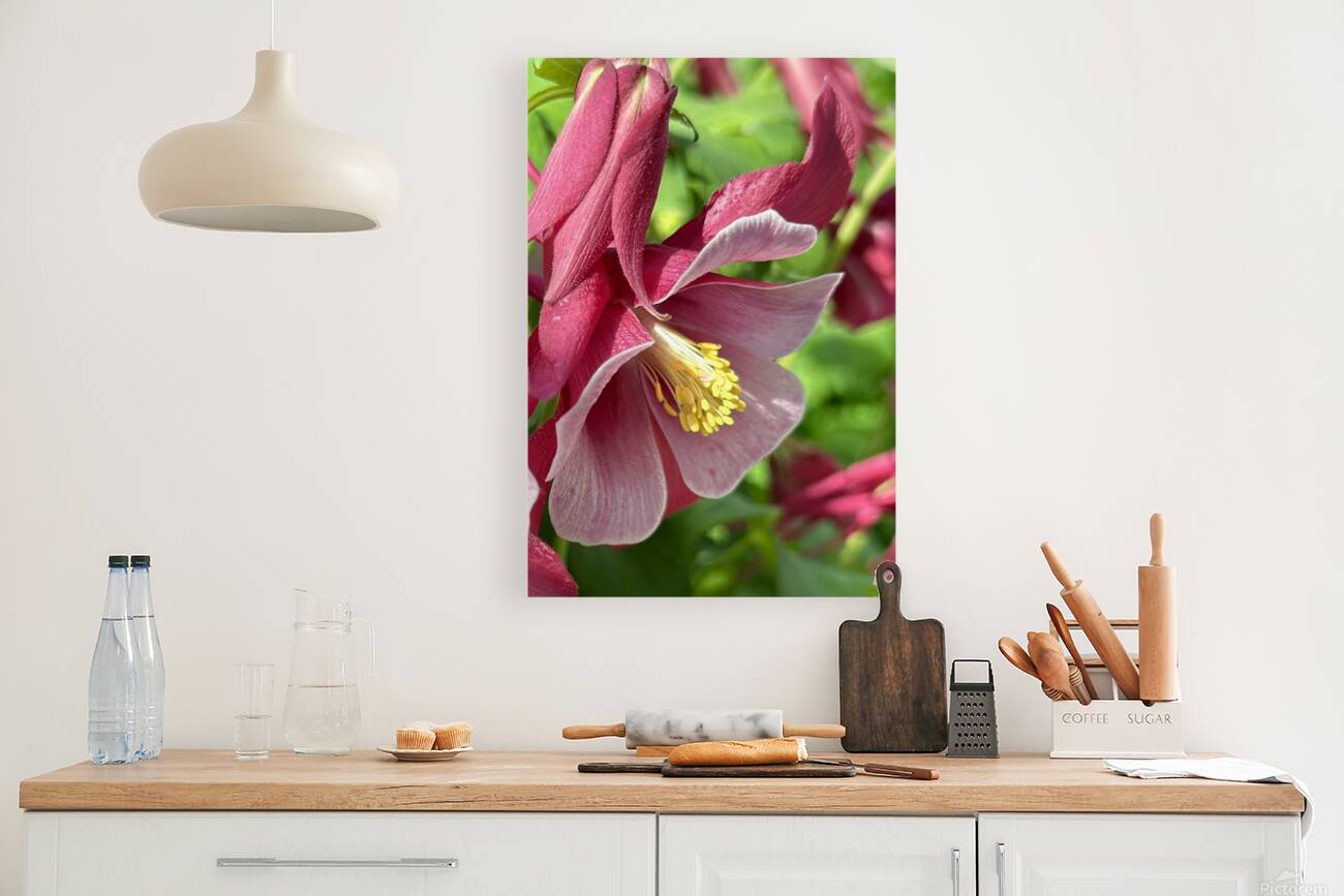 Columbine Bloom Reproduction