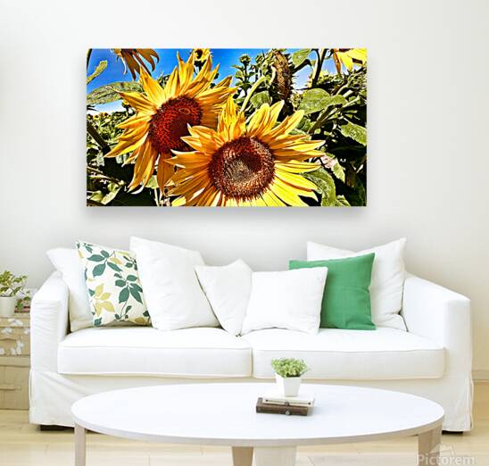 Sunflower Drama Reproduction