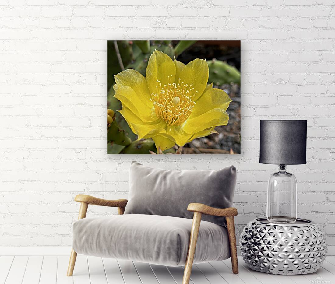 Prickly Pear Bloom -2 Reproduction