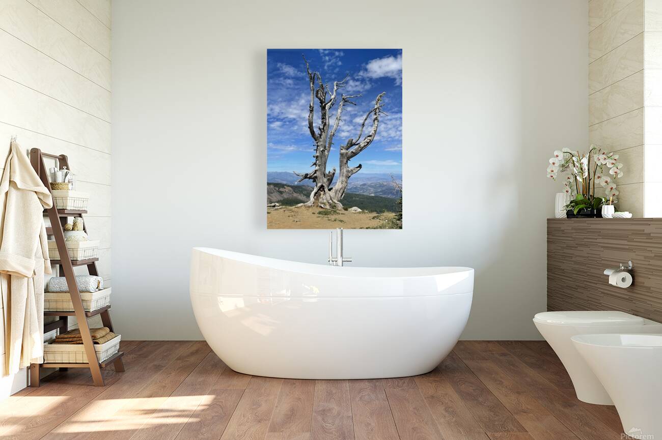 Tree overlooking Wenatchee Reproduction