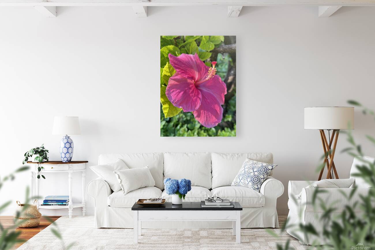 Pink Hibiscus Reproduction