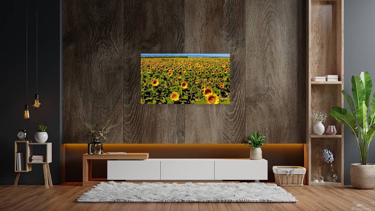 The Sunflower Sea Reproduction