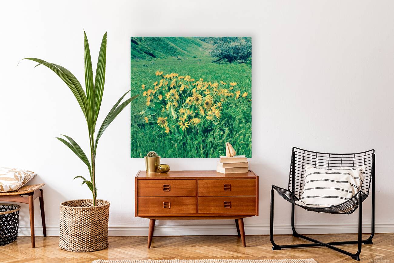 Balsam Root Reproduction