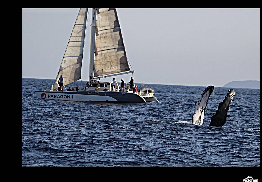 IMG 3370 Reproduction