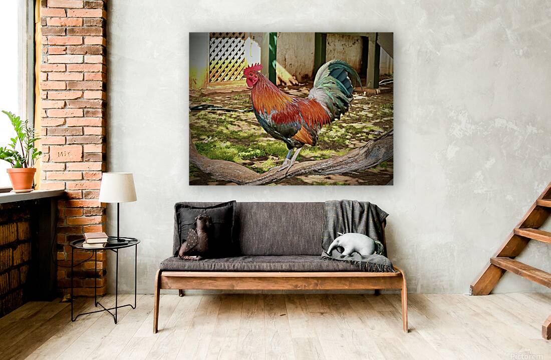 Maui Rooster Reproduction