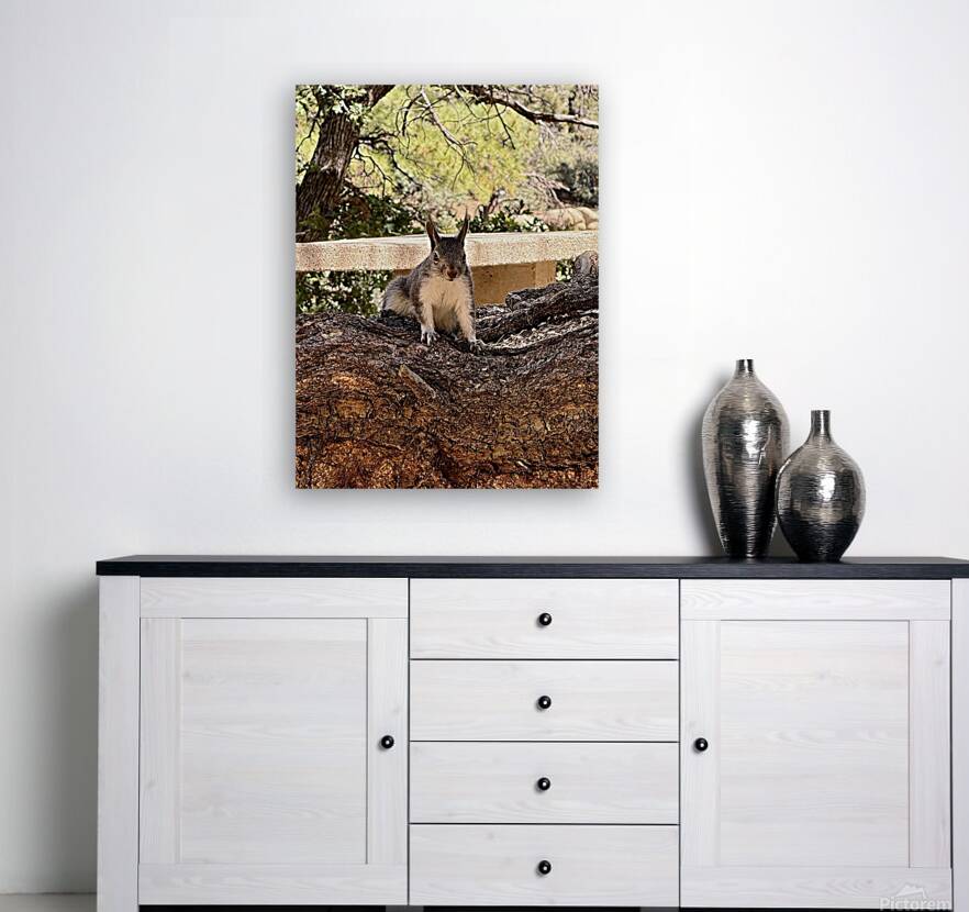 Albert’s Squirrel -2 Reproduction