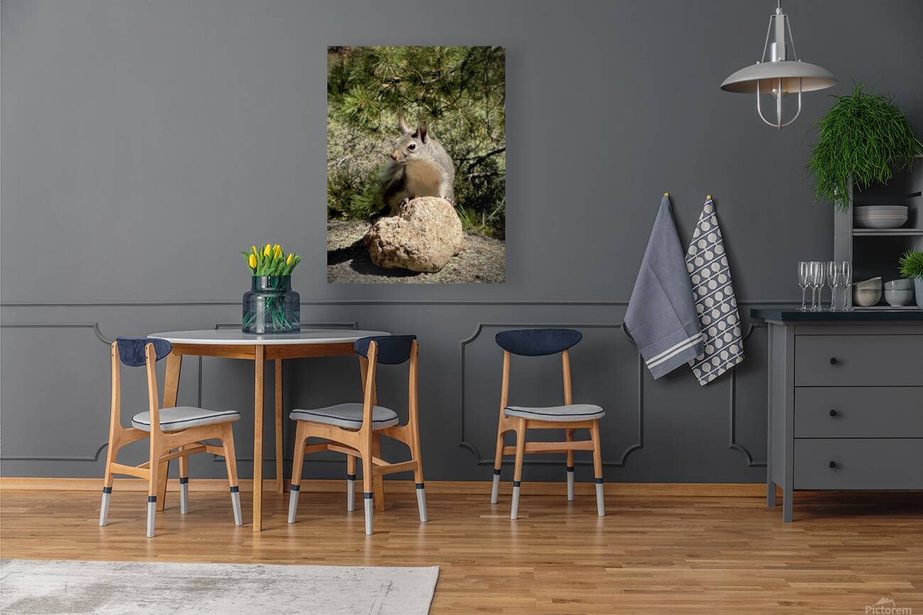 Albert’s Squirrel -1 Reproduction