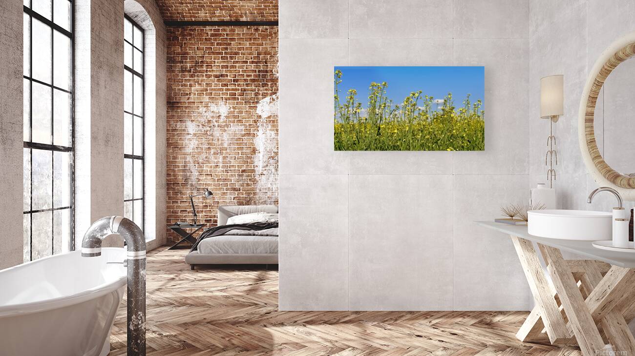 Canola Flowers Reproduction