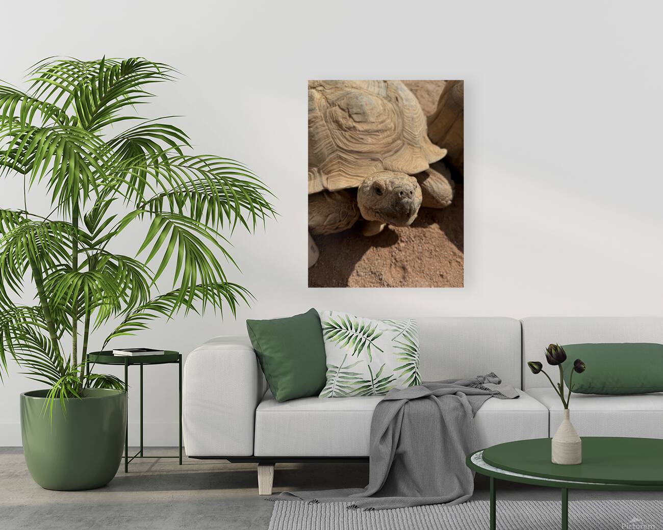 Happy Tortoise -2 Reproduction