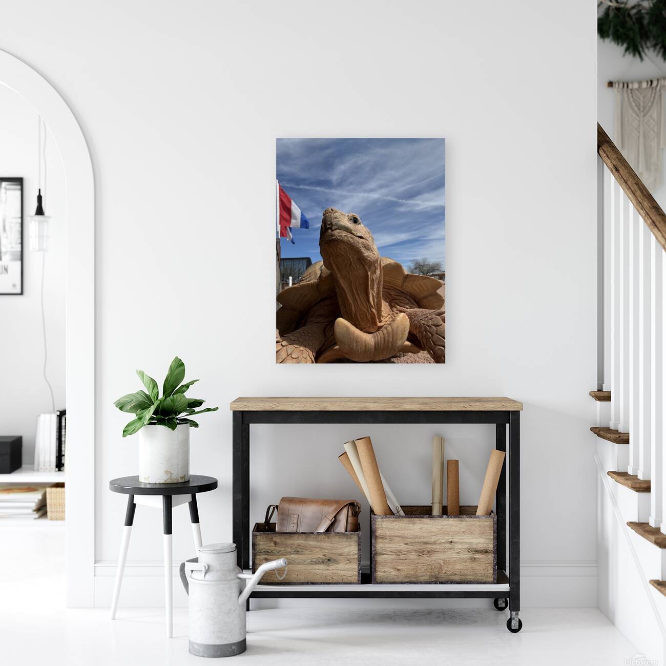 Arizona Tortoise -2 Reproduction