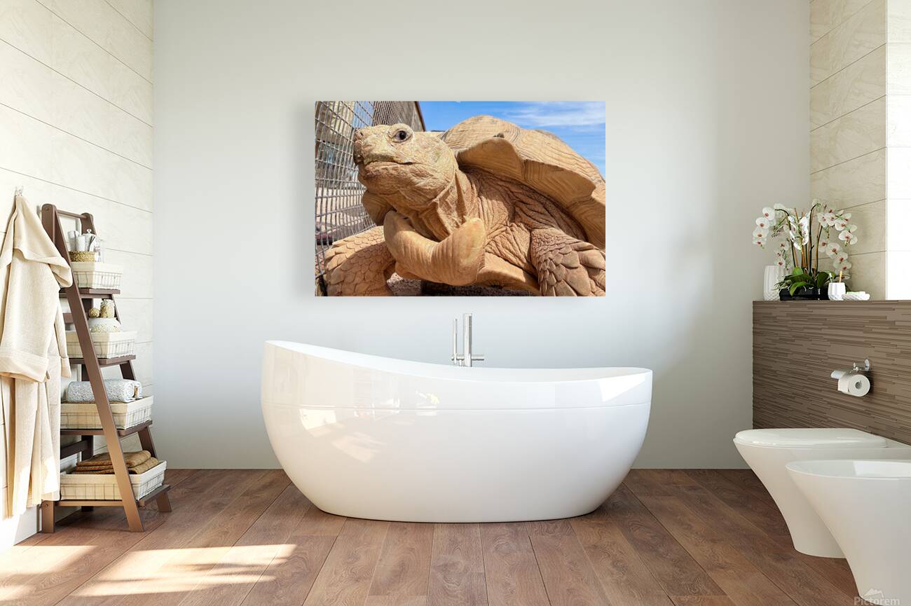 Arizona Tortoise Reproduction