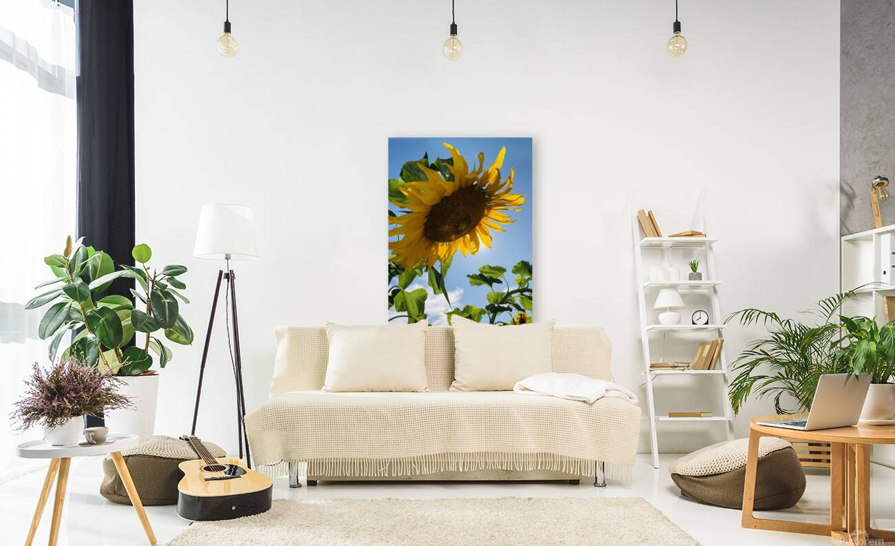 Sunflower Love Reproduction