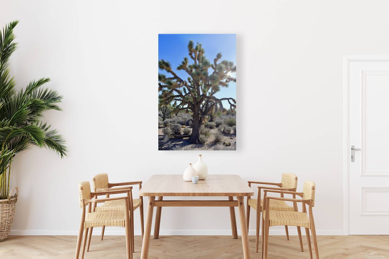 Joshua Tree w sunlight Reproduction