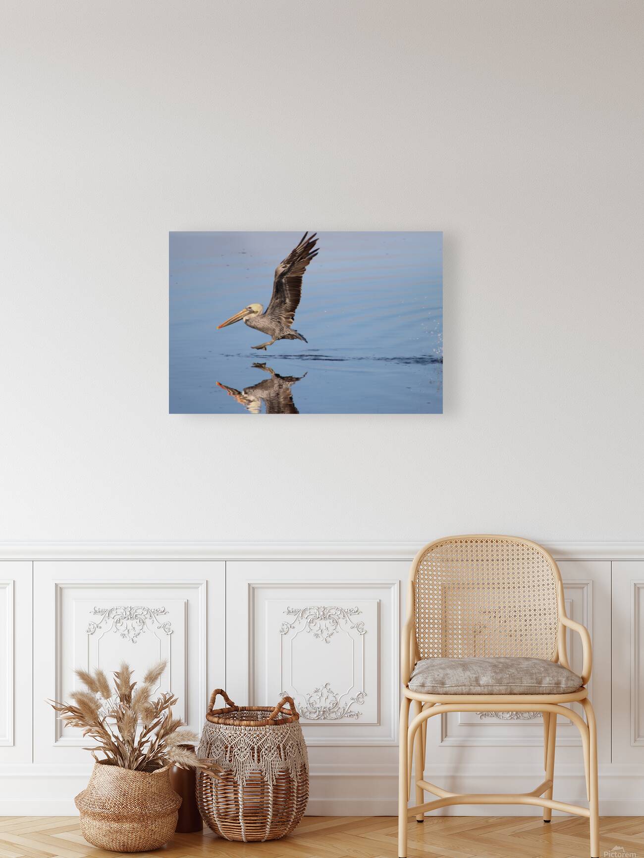 Baja Brown Pelicans - 2 Reproduction