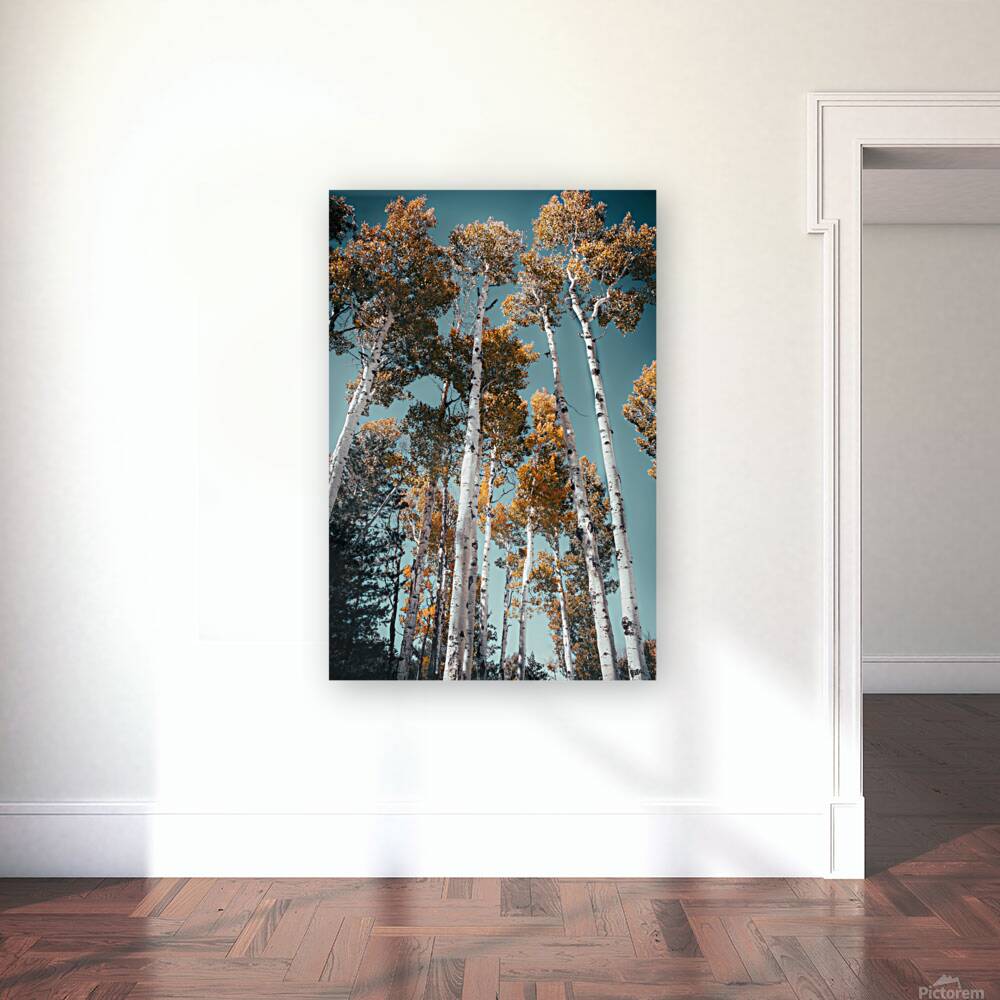 Blue skies and Aspen leaves Reproduction