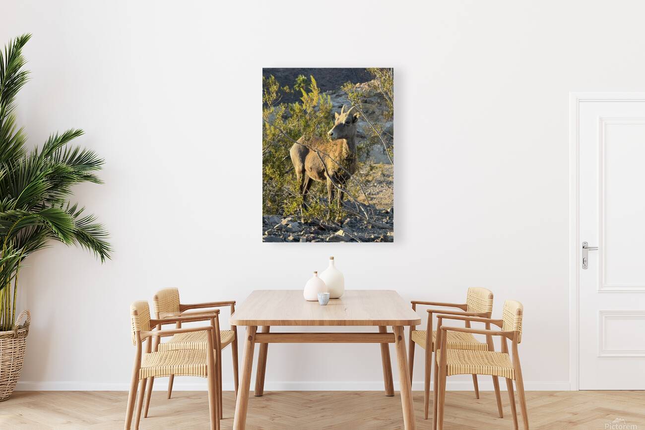 Big Horn Sheep in the golden hour Reproduction