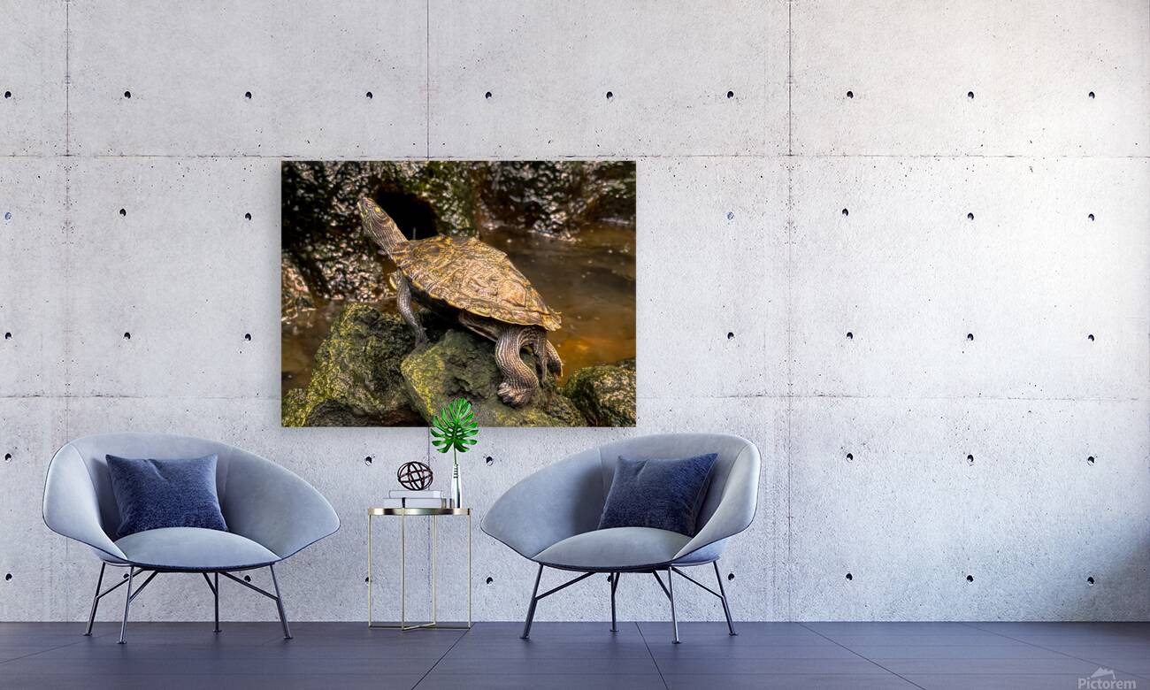 Map Turtle Reproduction
