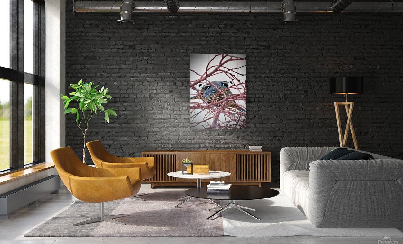 Winter Quail Reproduction