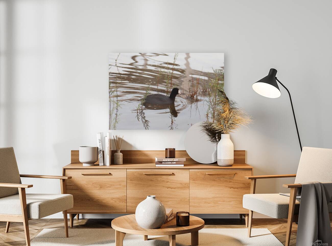 American Coot Reproduction