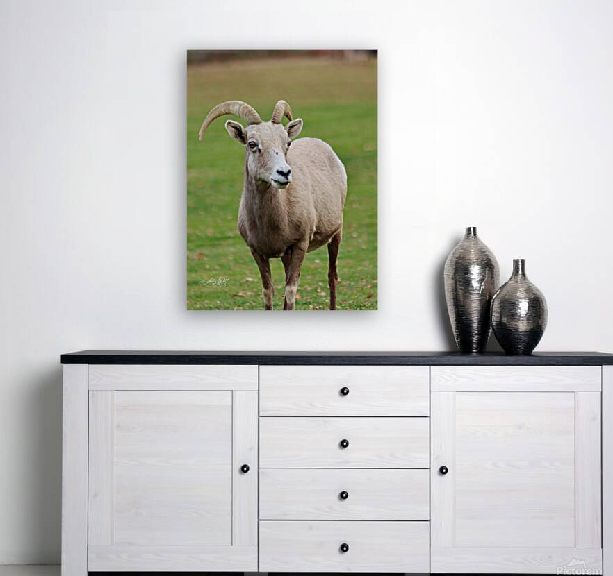 Bighorn Sheep - Nevada 1 Reproduction