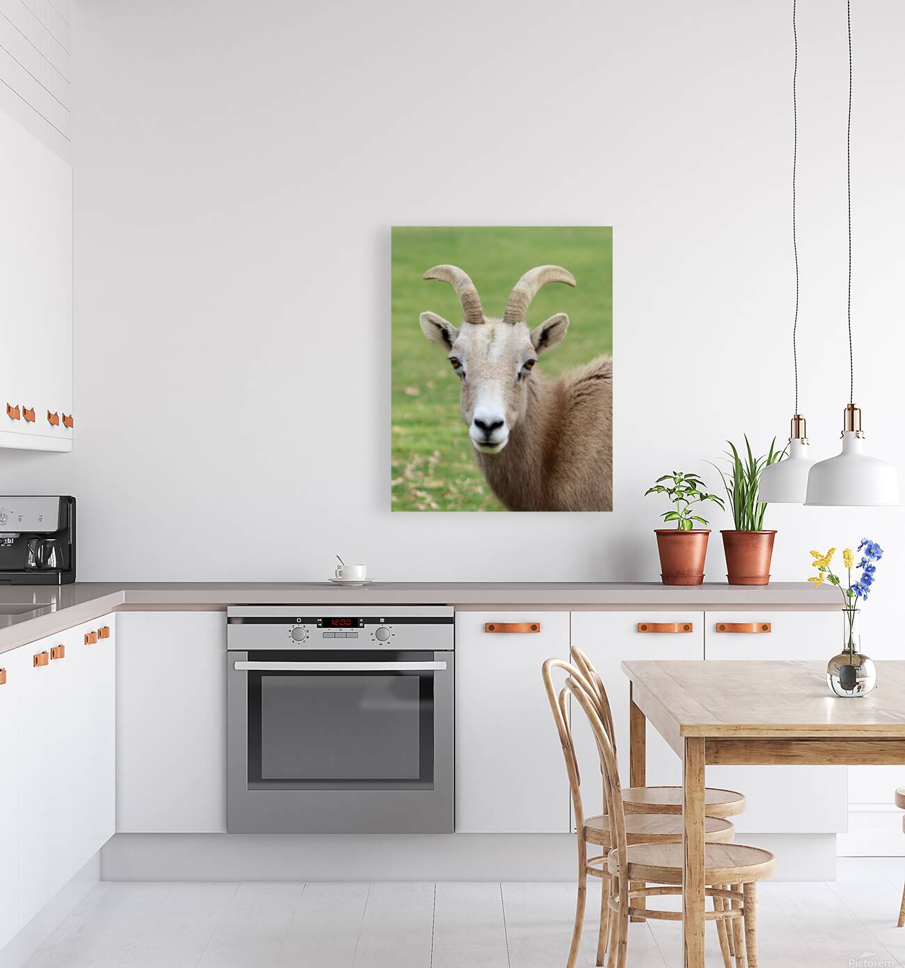 Bighorn Sheep - Nevada 2 Reproduction