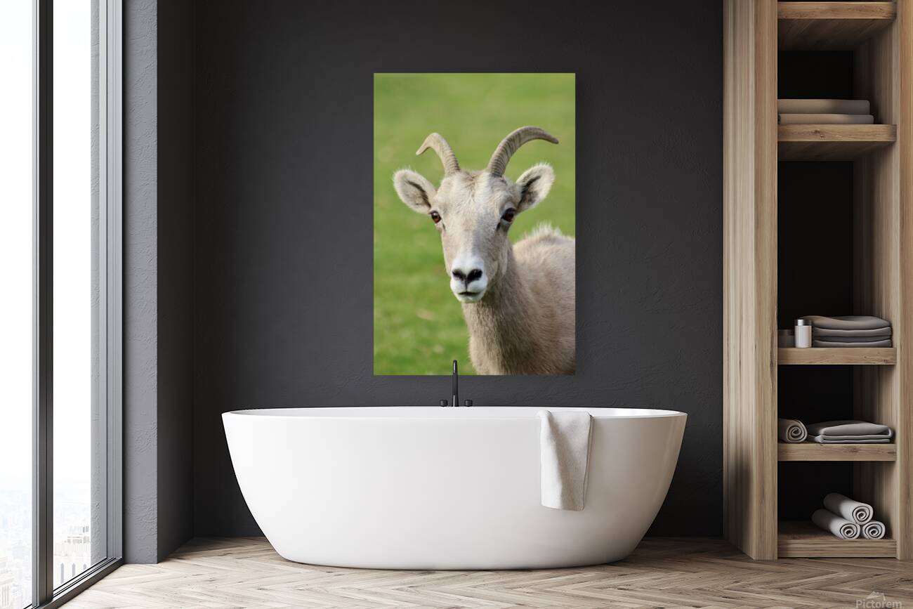 Bighorn Sheep - Heart nose ???? Reproduction