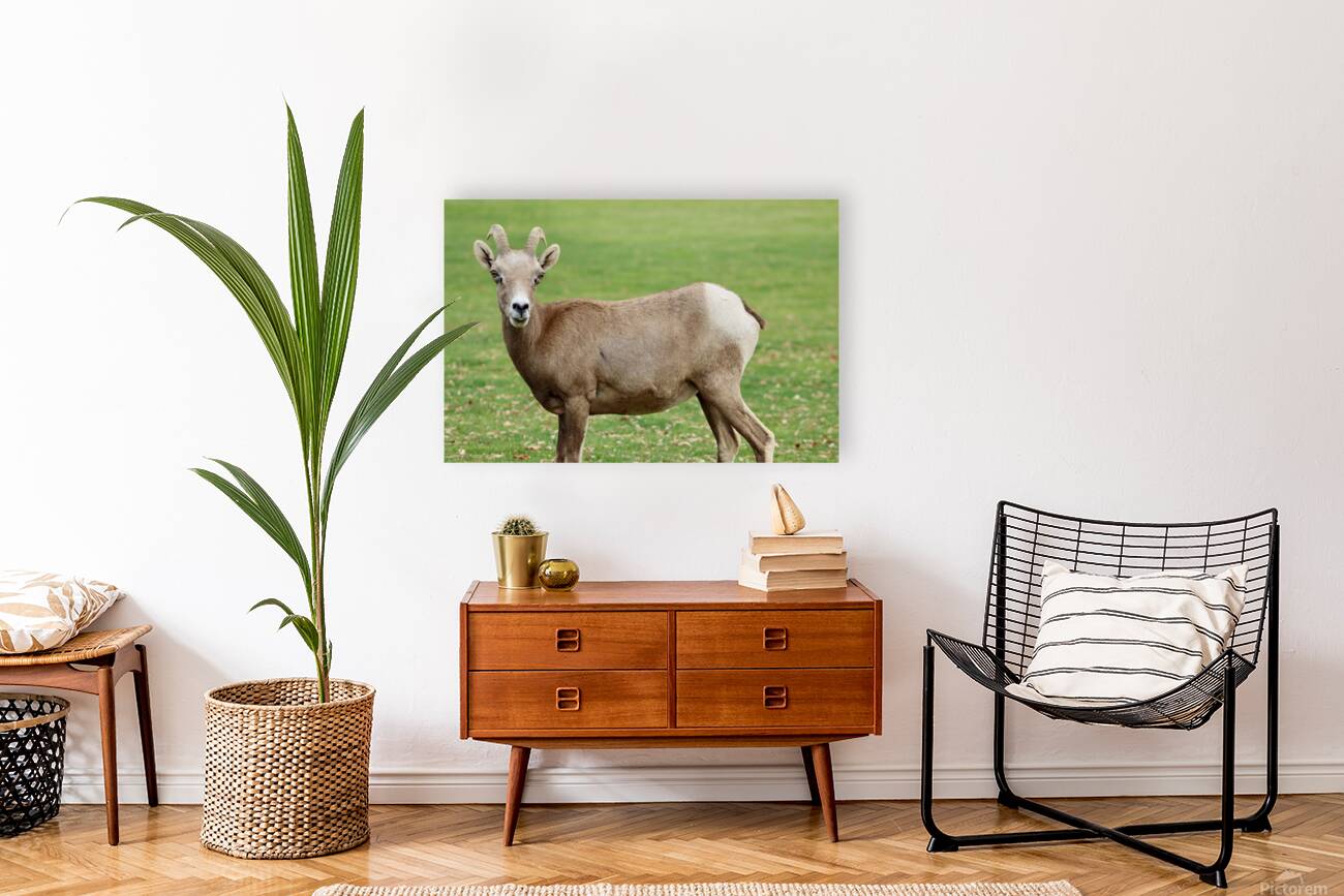 Bighorn Sheep - Nevada 3 Reproduction